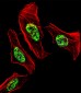 NR2C2 Antibody (C-term)
